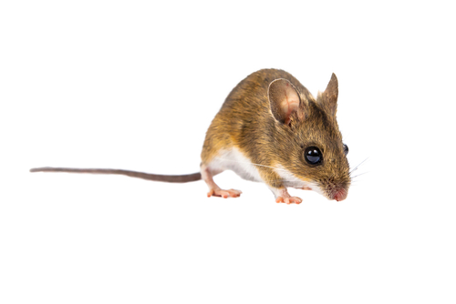 DEER-MICE