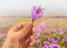 کاهش ۴۷ درصدی صادرات زعفران طی ۶ ماه ابتدای سال جاری