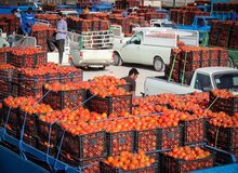 صادرات گوجه‌فرنگی یک‌شبه ممنوع شد