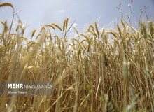 بیش از ۴۰درصد پول گندمکاران باقی مانده است؛ تسویه کامل تا پایان شهریور