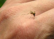 ورود یک پشه کُشنده به هرمزگان