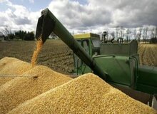 قیمت گندم برای مصارف صنعتی مشخص شد/ هر کیلو 1850 تومان برای نانوایی های آزاد پز