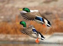 مرثیه تکراری از شکار غیرمجاز پرندگان مهاجر