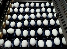 صادرات تخم مرغ رکورد شکست