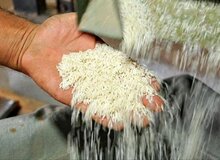 سیل برنج پاکستانی در راه بازار/ قیمت برنج هندی سقوط کرد