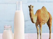 آیا شیر شتر شدت آسم را کاهش می‌دهد؟