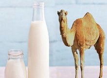 آیا شیر شتر شدت آسم را کاهش می‌دهد؟