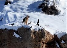 مشاهده «همای سعادت» در منطقه حفاظت‌شده قیصری چهارمحال‌ و بختیاری