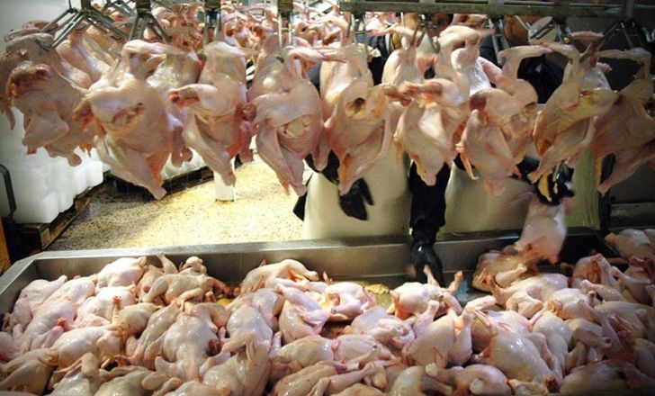 مرغ را گران‌تر از ۸۲۰۰ تومان نخرید

