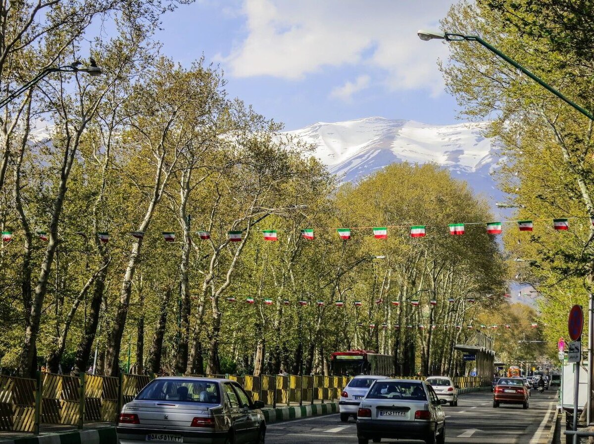 آیا چنارهای تهران احیا می‌شوند؟