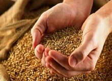 قیمت جدید گندم اعلام شد/ ایمانی: حق بیمه را کسر کنند، قیمت گندم تا این عدد کاهش می‌یابد