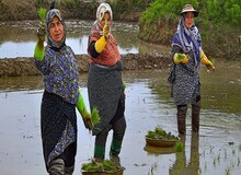 تب شالیزار دوباره پا گرفت