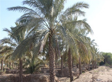 تایید نابودی نخل‌های خوزستان /از بین رفتن حق آبه تالاب شادگان و شوری آب به خاطر  سد سازی و کشت نیشکر عامل خشکی نخل ها