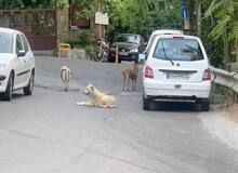 بعدازظهر سگی دارآباد/ گوش ناشنوای شهرداری صدای اهالی را درآورد
