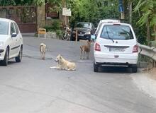 بعدازظهر سگی دارآباد/ گوش ناشنوای شهرداری صدای اهالی را درآورد