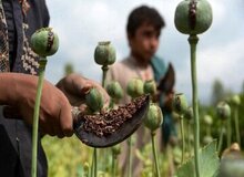توضیحات مدیرکل درمان ستاد مبارزه با مواد مخدر درباره کشت خشخاش/ برخی شرکت‌ها برای کشت شقایق الیفرا اعلام آمادگی کرده‌اند