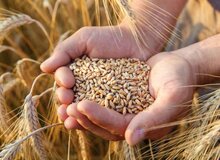  قیمت جدید گندم اعلام شد