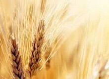 خبر مهم درباره قیمت گندم و پرداخت مطالبات گندمکاران