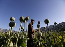 ستاد مبارزه با مواد مخدر: کشت خشخاش و شاه‌دانه در کشور ممنوع است