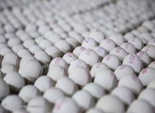 معاون هماهنگی امور اقتصادی استاندار تهران خبر داد: تبانی شرکت‌های بسته بندی تخم مرغ با فروشگاه‌های زنجیره‌ای