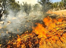 عامل آتش سوزی جنگل‌های هیرکانی در بابل دستگیر شد