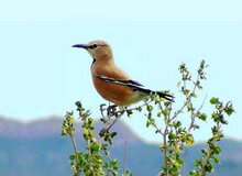 زاغ بور، پرنده‌ای که دویدن را بیشتر از پرواز دوست دارد