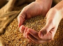 خبر جدید برای گندم‌کاران/ قیمت واقعی گندم اعلام شد