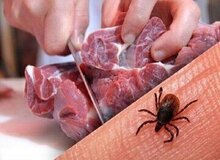 هشدار درباره بیماری تب کریمه کنگو در خراسان رضوی