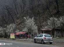 شکوفه های بهاری در گیلان+ تصاویر

