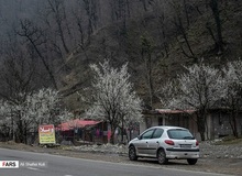 شکوفه های بهاری در گیلان+ تصاویر
