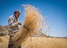 مدیرعامل بنیاد گندمکاران: کشاورزان رغبتی به‌ کاشت و  فروش گندم ندارند/ احتمال قاچاق تقویت می‌شود