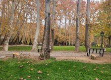 شکایت شهرداری تهران از کاخ سعدآباد بابت قطع ۱۵ درخت/ پیگیری برای اجرای حکم کمیسیون ماده ۷