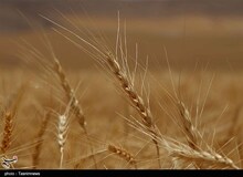 تذکر یک نماینده به دولت درباره پیش خرید ۳ هزار تومانی گندم از سوی دلالان
