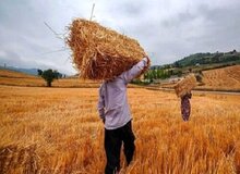 خبر مهم رییس سازمان برنامه برای گندمکاران/ زمان پرداخت کامل مطالبات گندمکاران اعلام شد