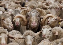 دام زنده گران شد/ قیمت جدید دام زنده را ببینید 