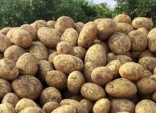 سیب‌زمینی تنظیم بازاری توزیع می‌شود + قیمت جدید