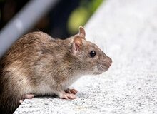 شیوع وحشت در دریا؛ هانتاویروس در کشتی جان مسافران را گرفت/ سرنوشت کرونا تکرار می‌شود؟
