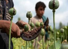 کشت خشخاش زیر ذره‌بین؛ هشدار به کشاورزان و مسئولان محلی
