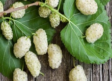 این میوه پوست شما را جوان نگه می‌دارد