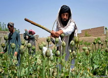 طالبان زمین‌های کشت تریاک را از بین برد + عکس