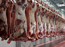 قیمت‌گذاری گوشت قرمز تنظیم بازاری توسط ستاد تنظیم بازار انجام شود