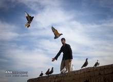 کفترباز چینی ۱۴ میلیارد تومان بابت یک کبوتر پول داد!