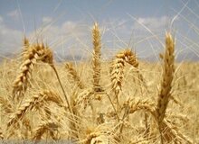 افزایش قیمت در کمین گندم جهانی؛ تولید گندم به پایین‌ترین سطح رسید
