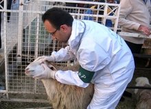 ۳ نفر به بیماری تب کریمه کنگو در کشور مبتلا شدند