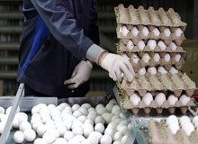 وزیر کشاورزی: قیمت فعلی تخم مرغ منطقی است
