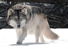 شمایل گرگ ها در ۵۷۰۰۰ سال چگونه بود؟ +عکس