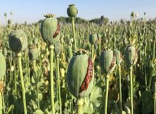 رکوردزنی افغانستان در تولید تریاک و مخدرهای صنعتی