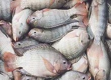 "ماهی تیلاپیا" به‌شدت برای سلامتی مضر است/ ایران رتبه دوم مصرف تیلاپیا در جهان!
