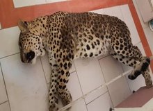 پلنگ قائمشهر صبح پیدا و ظهر تلف شد/ رئیس بیمارستان دامپزشکی تهران: عملیات زنده گیری کاملاً خنده‌دار و غیرحرفه‌ای بود

