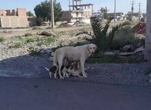 سگ‌ها و گربه‌های بلاصاحب چه بلایی بر سر حیات وحش شهری می‌آورند؟
